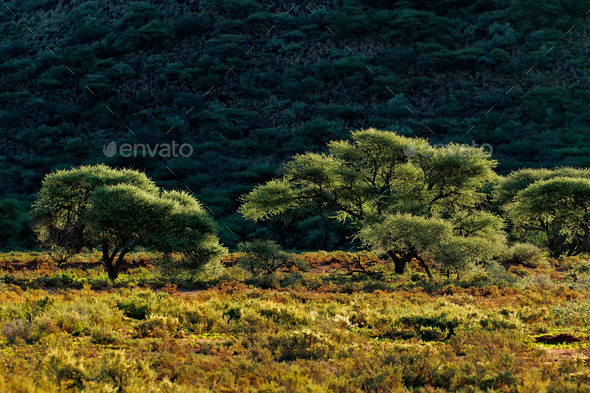 African landscape (Misc) Photo Download