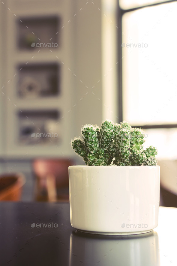 Small cactus in a room (Misc) Photo Download