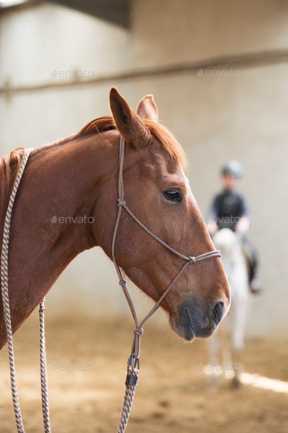 Horse with jockey (Misc) Photo Download