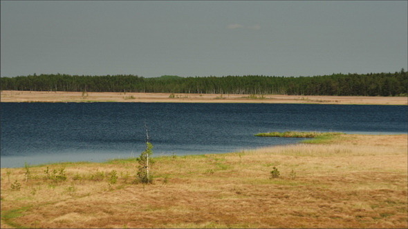 The Tranquil View of the Swamp The Tranquil View of the Swamp