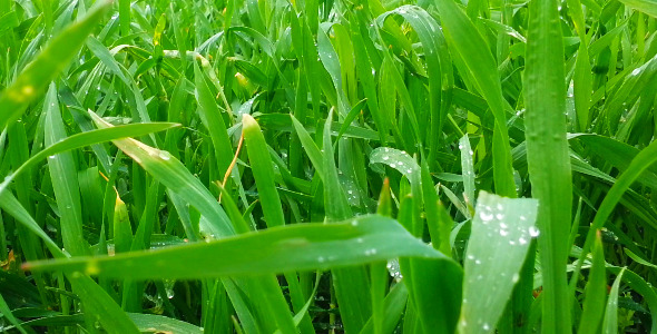 Agriculture Agriculture