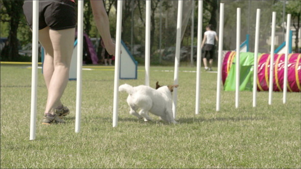 A Cute Dog Doing Cross Over Moves with His Trainer A Cute Dog Doing Cross Over Moves with His Trainer
