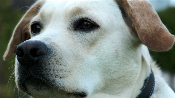 VideoHive A Cute Labrador Sniffing His Nose 10989212 VideoHive A Cute Labrador Sniffing His Nose 10989212