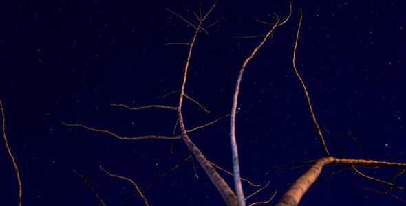 Starry Night With A Shadow Of A Tree In Foreground Starry Night With A Shadow Of A Tree In Foreground