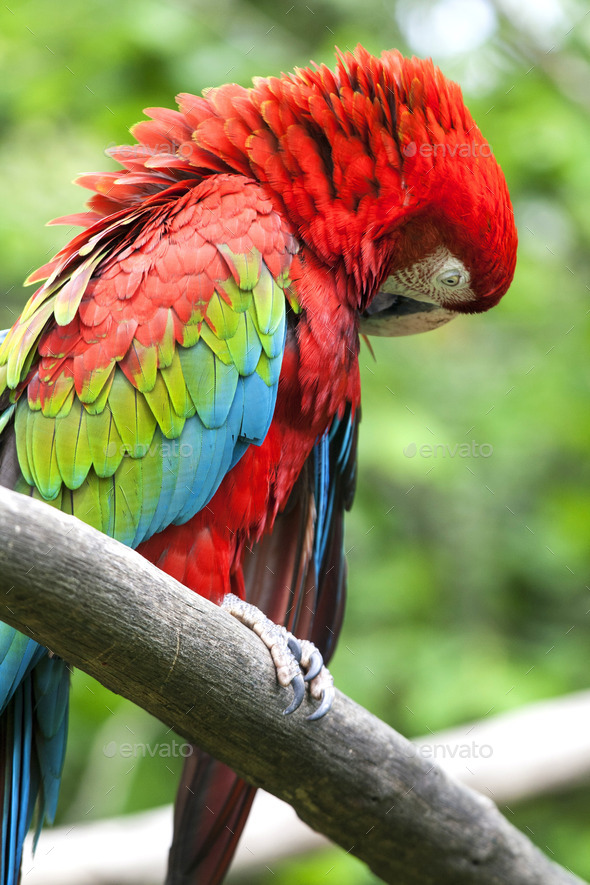 Scarlet macaw (Ara macao) perched upon a branch in the jungle.