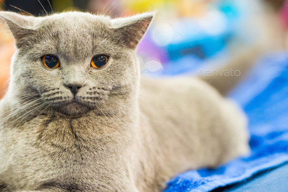 Adorable britan gray cat with orange eyes (Misc) Photo Download