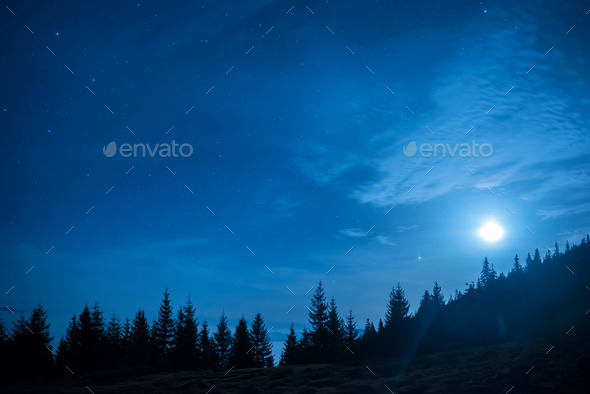 Forest of pine trees under moon and blue dark night sky (Misc) Photo Download