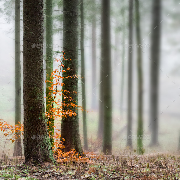 Mysterious fog in the green forest (Misc) Photo Download