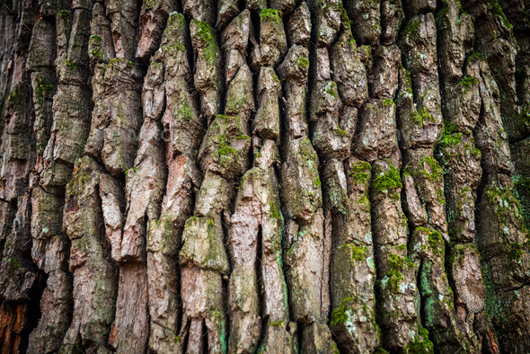 Brown oak bark (Misc) Photo Download