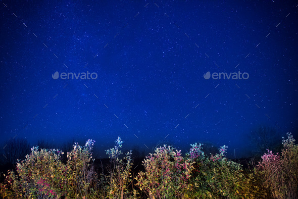 Autumn forest under blue dark night sky (Misc) Photo Download