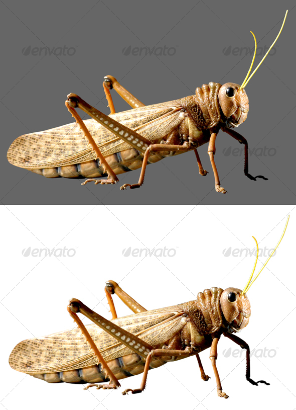 Locust Locust