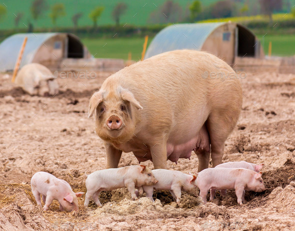 Pig and Litter of Piglets (Misc) Photo Download