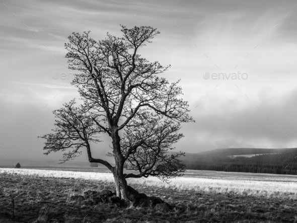 Solitary tree in autumn time (Misc) Photo Download