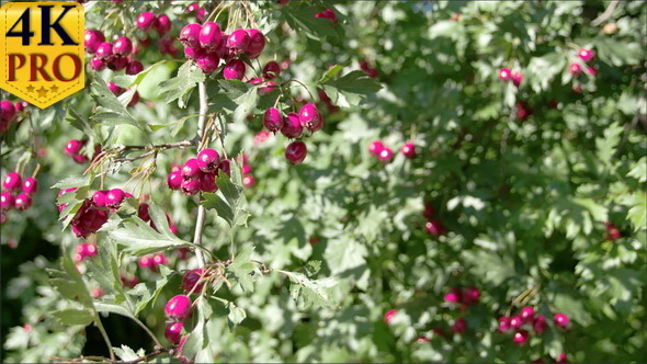 Lots of Crataegus Fruits Bloomed on the Spring Lots of Crataegus Fruits Bloomed on the Spring