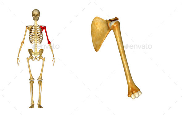 Shoulder joint (Misc) Photo Download