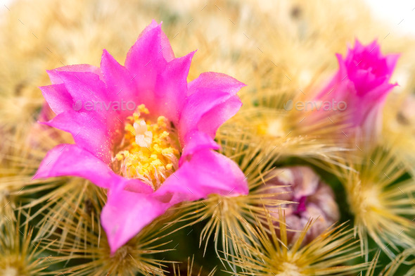 Isla Carmen pincushion cactus (Misc) Photo Download