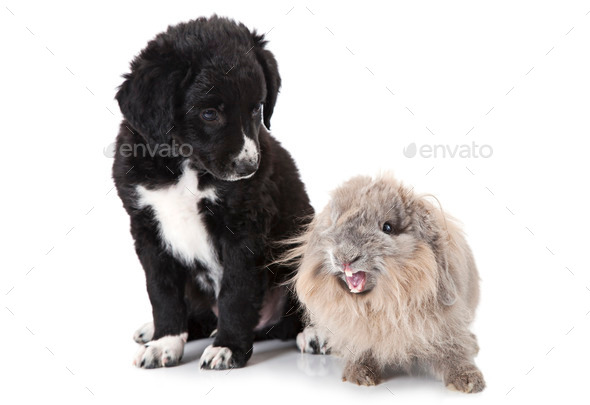 Puppy and rabbit over white (Misc) Photo Download