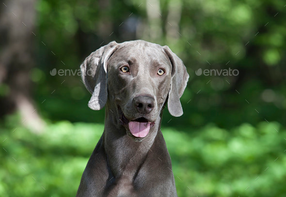 Portrait of shorthaired Weimaraner dog (Misc) Photo Download