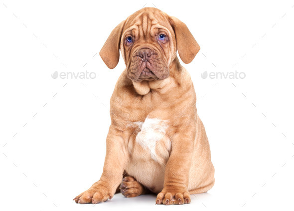 Puppy of Dogue de Bordeaux (French mastiff) (Misc) Photo Download