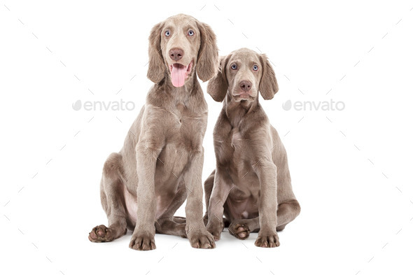 Two Weimaraner puppies (Misc) Photo Download