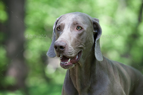 shorthaired Weimaraner dog (Misc) Photo Download