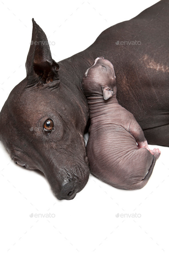 Newborn puppy with mother (Misc) Photo Download