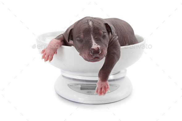 Xoloitzcuintle puppy on a digital scale (Misc) Photo Download