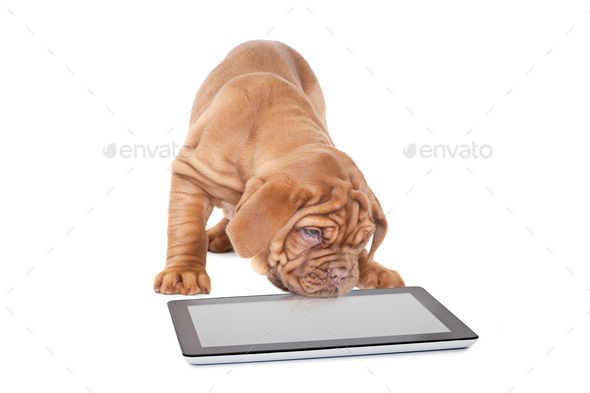 French Mastiff puppy with digital tablet computer (Misc) Photo Download