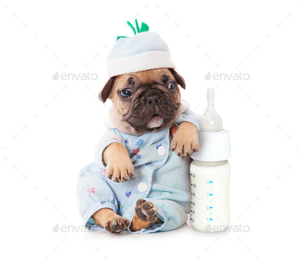 French bulldog puppy with a bottle of milk (Misc) Photo Download