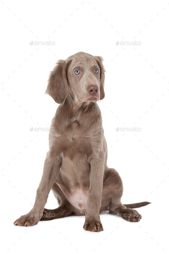 Portrait of longhaired Weimaraner puppy over white (Misc) Photo Download