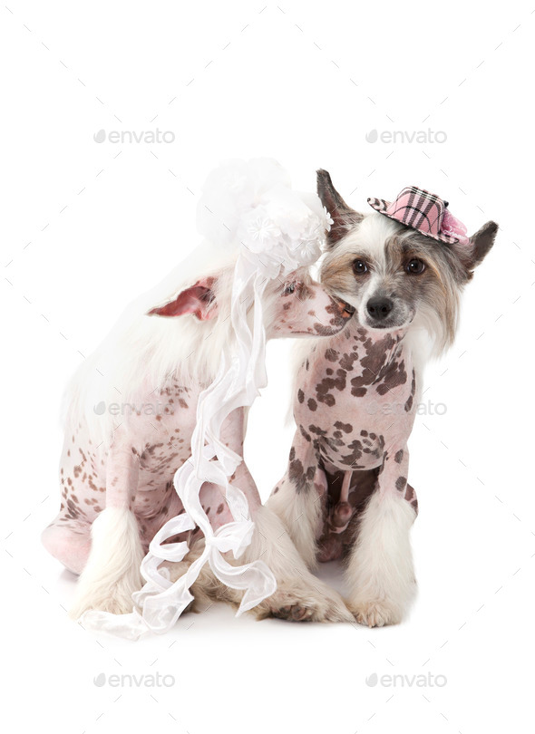 Hairless Chinese Crested dogs dressed in wedding attire (Misc) Photo Download