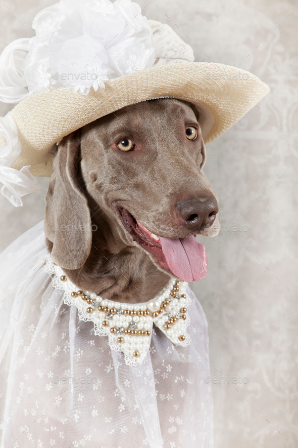 Portrait of Weimaraner dog (Misc) Photo Download