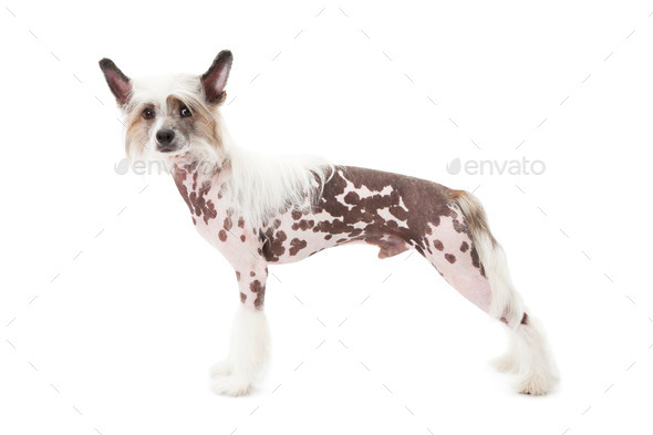 Hairless Chinese Crested dog in front of white background (Misc) Photo Download