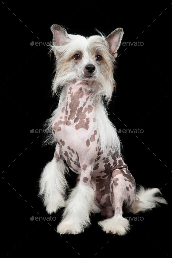 Hairless Chinese Crested dog sitting over black (Misc) Photo Download