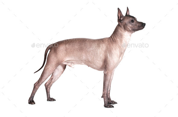 Mexican xoloitzcuintle male dog isolated on white (Misc) Photo Download