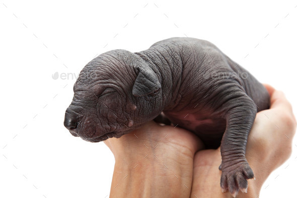 Newborn puppy in woman's hands in front of white background (Misc) Photo Download