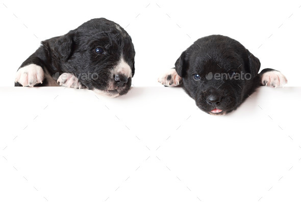 Two Mexican xoloitzcuintle puppies (Misc) Photo Download