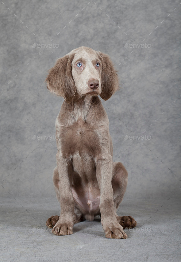 Portrait of longhaired Weimaraner puppy (Misc) Photo Download