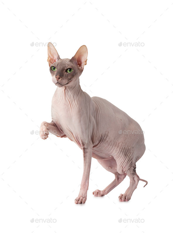 Don Sphinx cat isolated white (Misc) Photo Download