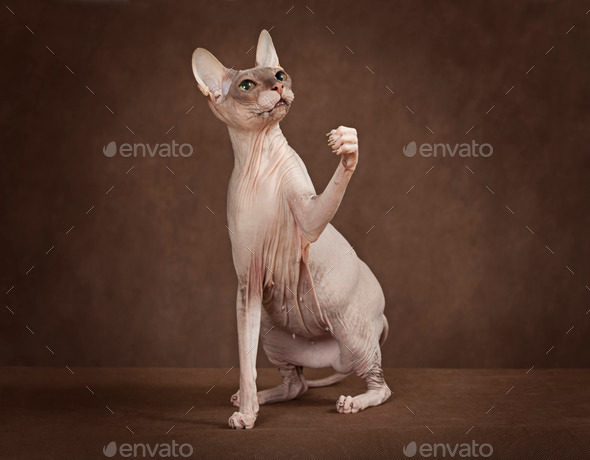 Don Sphynx cat with paw up (Misc) Photo Download