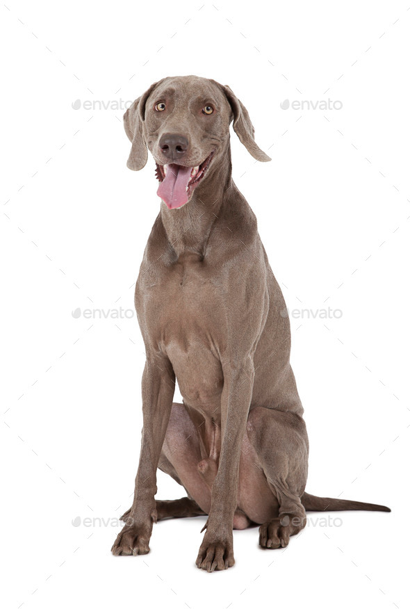 Shorthaired Weimaraner dog, three years old (Misc) Photo Download