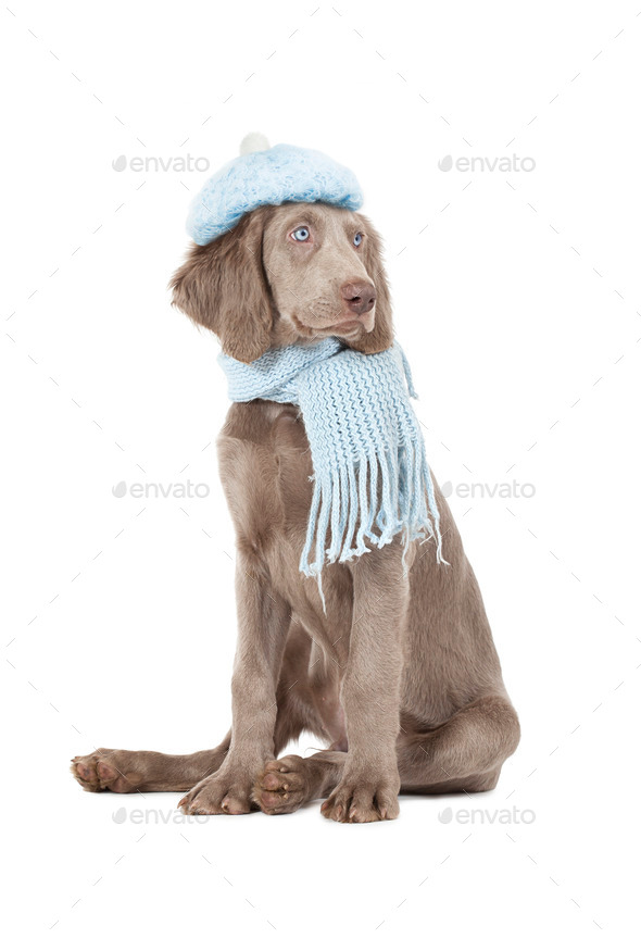 Portrait of Weimaraner dog wearing a hat and scarf (Misc) Photo Download