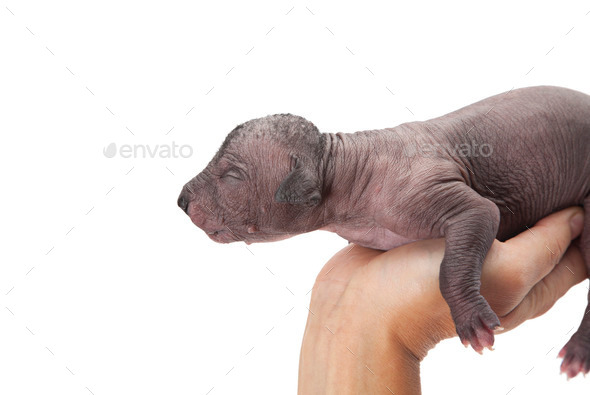 Newborn puppy in human's hand (Misc) Photo Download