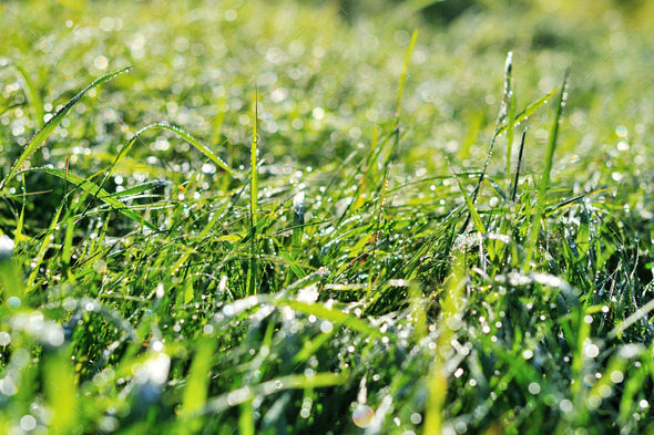 drops of dew on a green grass (Misc) Photo Download