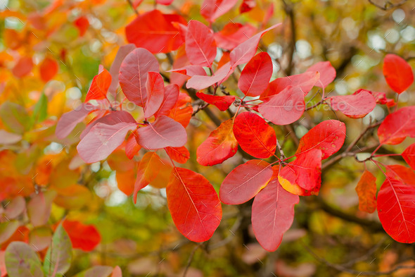 Nice Forest in a Autumn (Misc) Photo Download