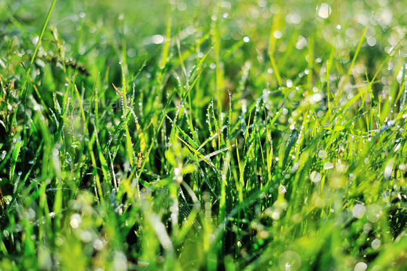 drops of dew on a green grass (Misc) Photo Download