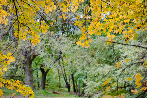 Nice Forest in a Autumn (Misc) Photo Download