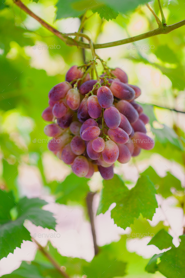 grapes on a background of green leaves (Misc) Photo Download