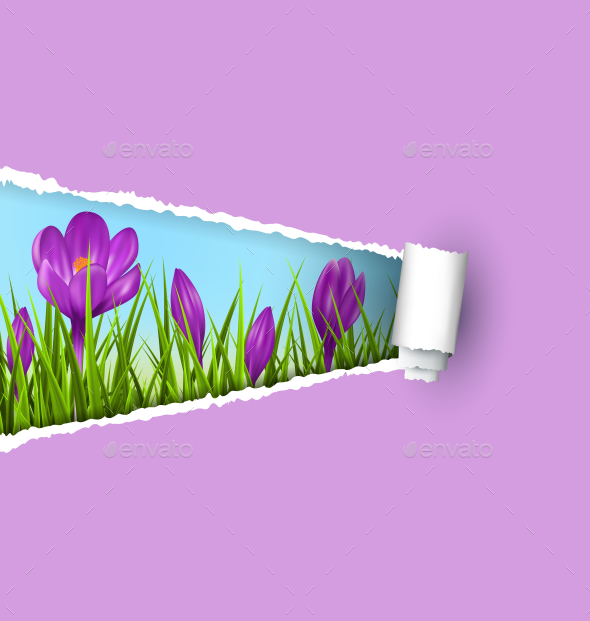 GraphicRiver Violet Crocuses and Ripped Paper Sheet 11199766 GraphicRiver Violet Crocuses and Ripped Paper Sheet 11199766