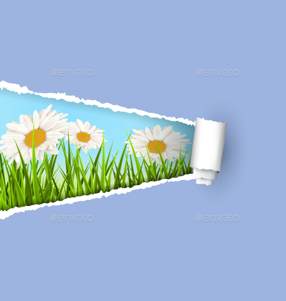 GraphicRiver White Chamomiles and Ripped Paper 11200032 GraphicRiver White Chamomiles and Ripped Paper 11200032